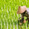 Rice-Field-Farmer-Asia-Organic-Chinese-Farming